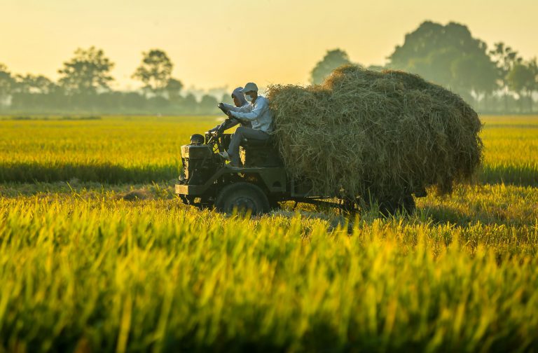 Phân bón sinh học – Giải pháp tăng năng suất cho cây lúa