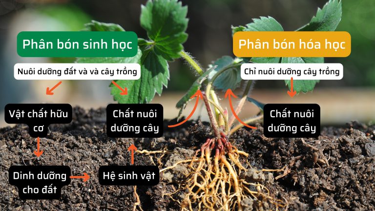Phân bón là gì? Tầm quan trọng của phân bón đối với sự phát triển của cây trồng