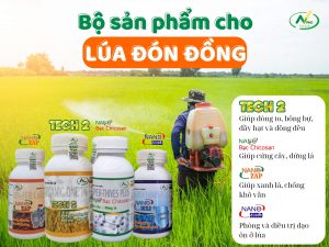 Kỹ thuật bón phân lúa giai đoạn Đón và Nuôi Đòng