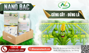 NANO BẠC GIÚP CÂY “MIỄN DỊCH MẠNH – SINH TRƯỞNG NHANH”!