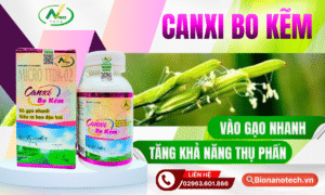 CANXI BO KẼM - VÀO GẠO NHANH, TĂNG KHẢ NĂNG THỤ PHẤN